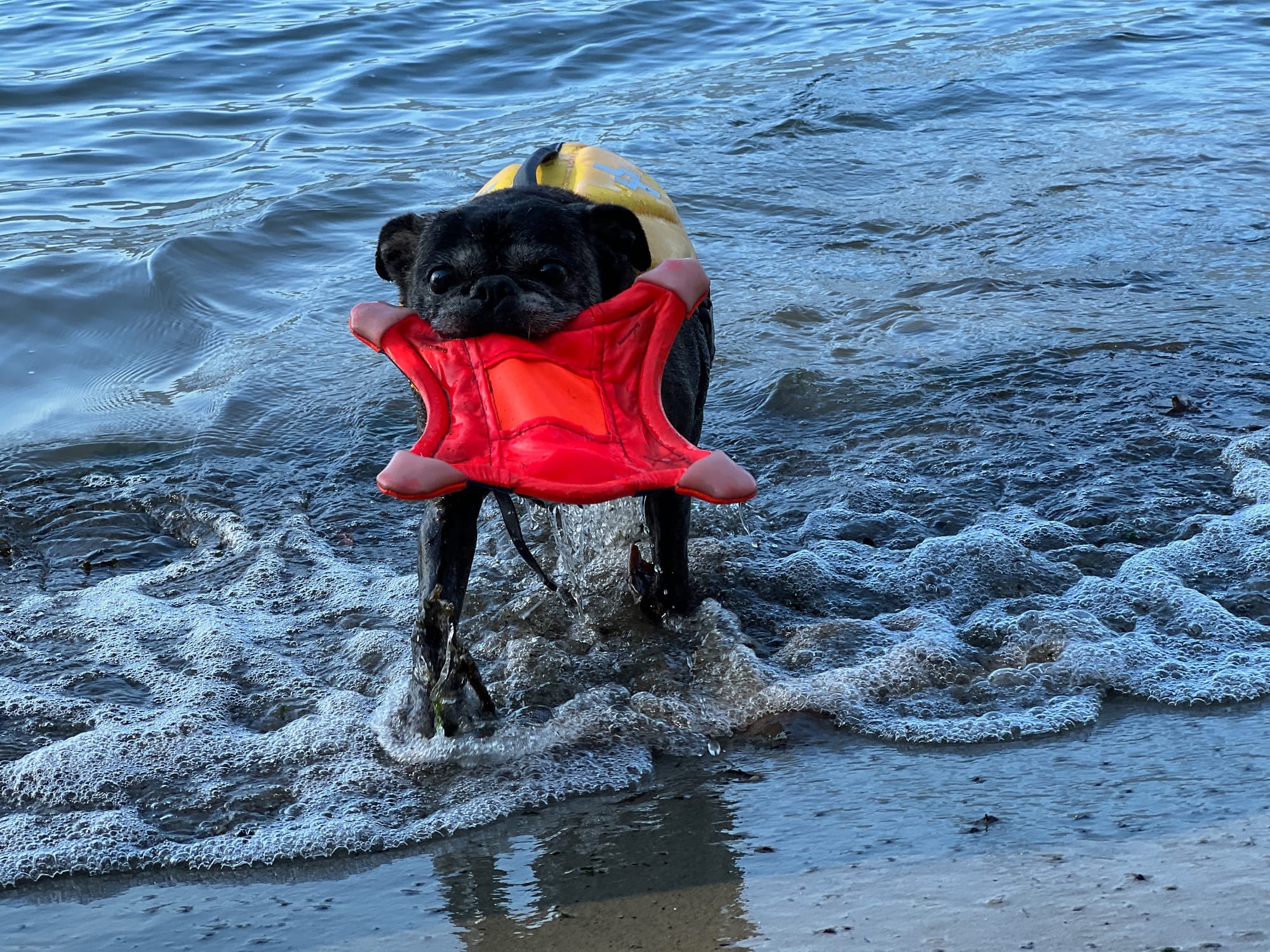 Zoe retrieving a toy from the ocean
